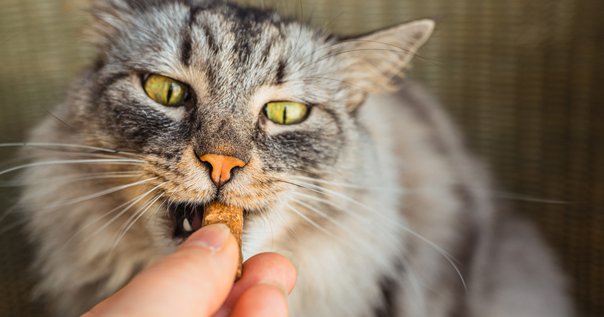 Compléments alimentaires pour animaux