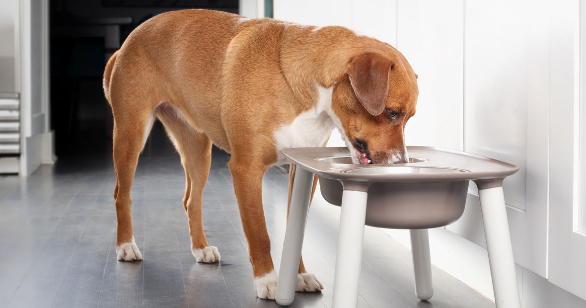 Santé digestive canine