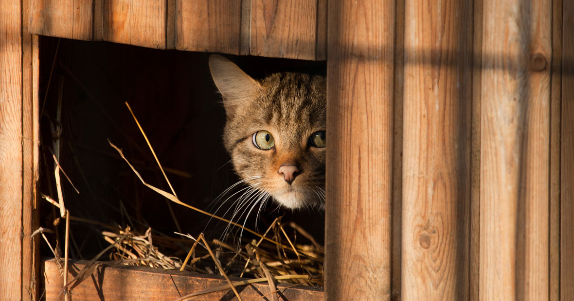 niche extérieure pour chat