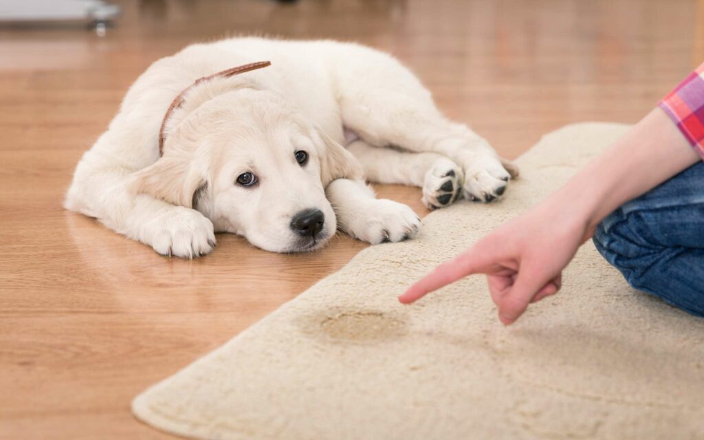 La méthode du tapis d'entraînement absorbant